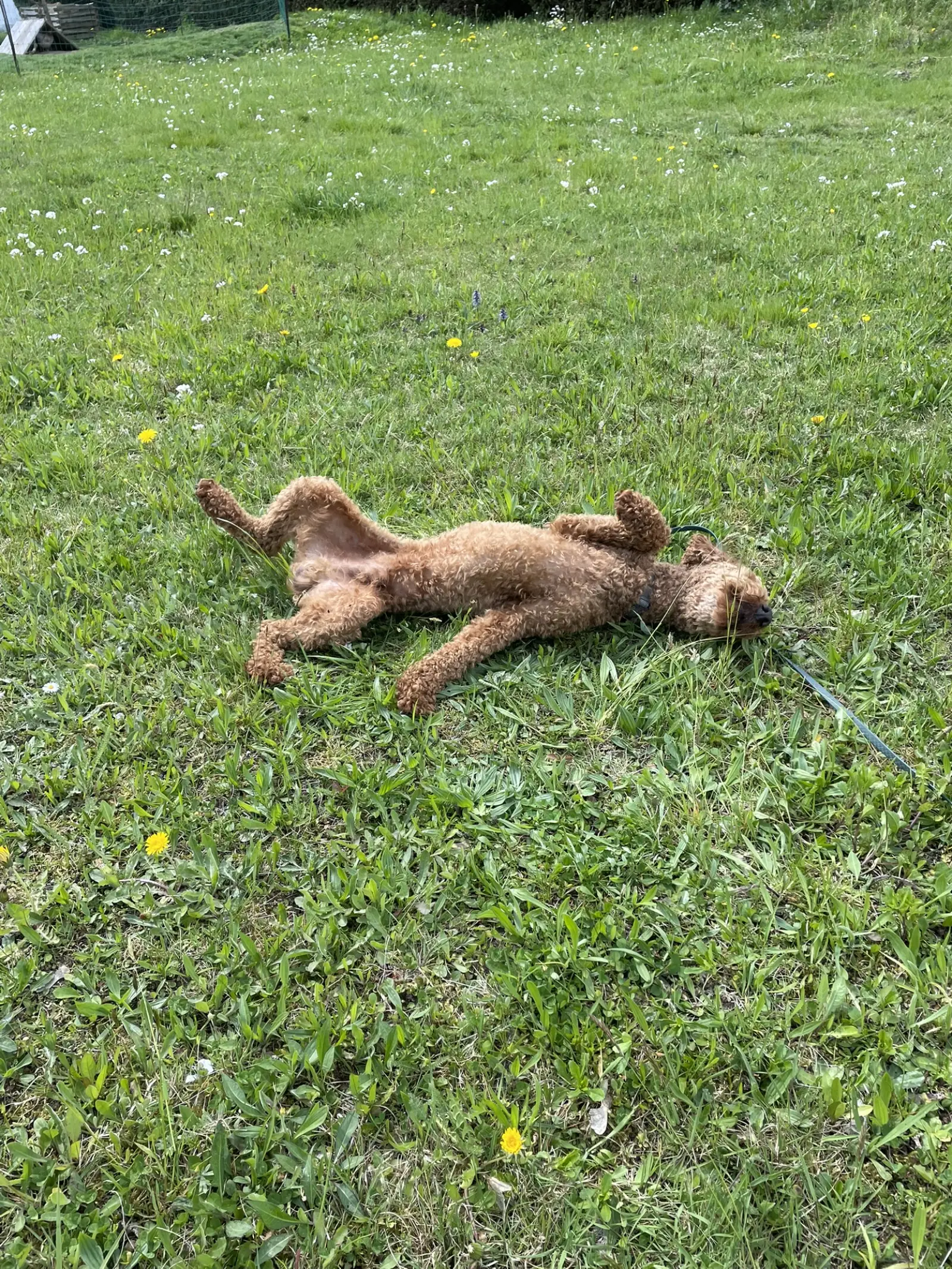 Rexi liegt auf dem Rücken im Gras, alle vier Pfoten in der Luft