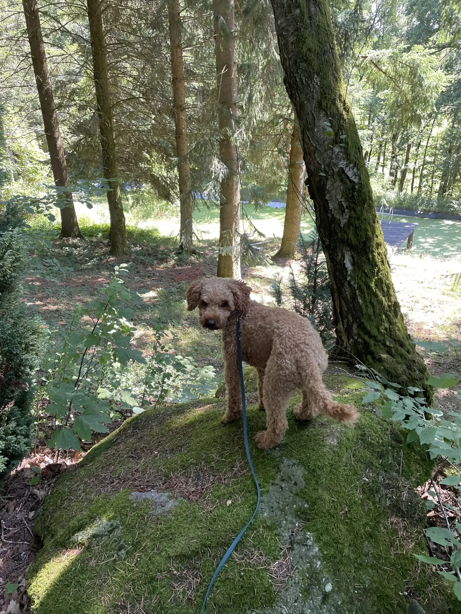 Rexi steht auf einem moosbedeckten Felsen im Wald bei Rohrbach in Oberösterreich