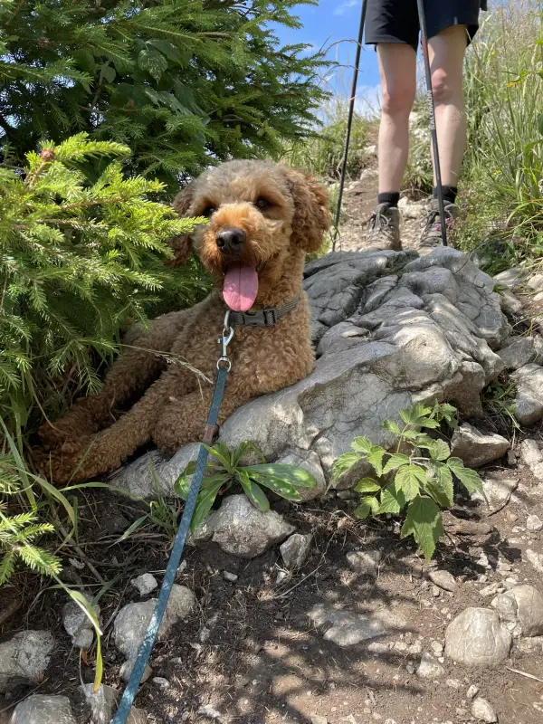 Rexi liegt auf einem Fels am Wanderweg, im Hintergrund Wanderschuhe und Trekkingstöcke